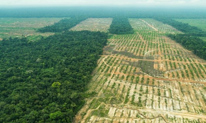 Cacao plantation.jpg