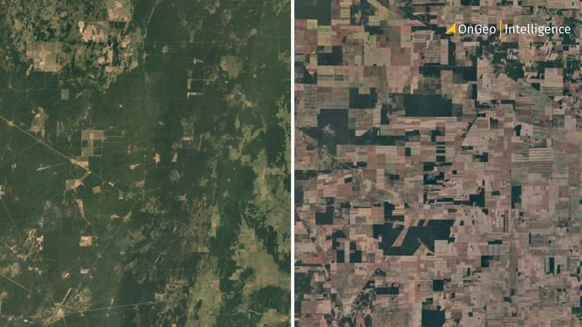 Satellite comparison of the Atlantic Forest in 1984 and 2020, showing significant deforestation.